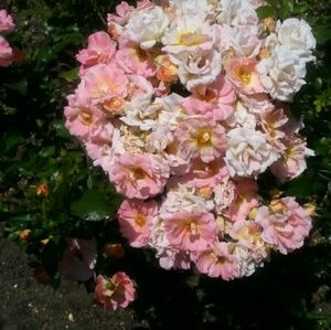 Meet your Posher, June